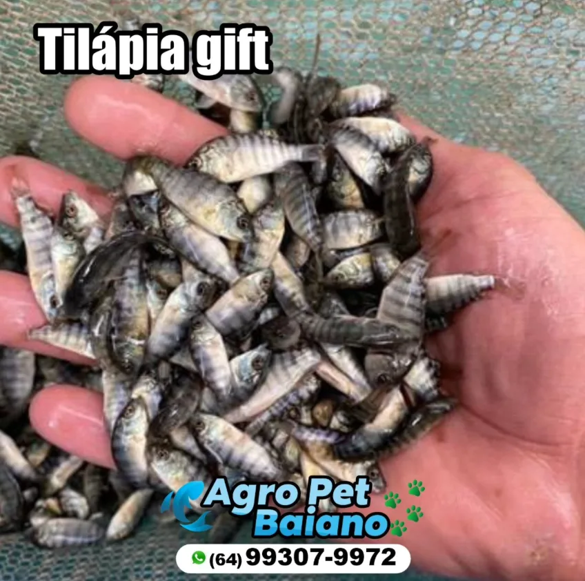 Site do cliente Agro Pet Baiano — Alevinos & Peixes